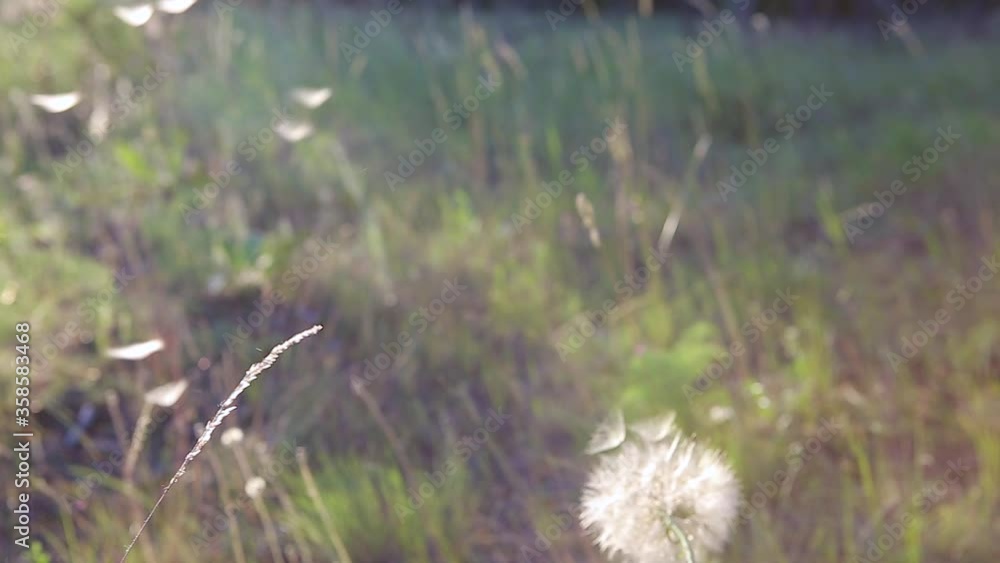 The big white dandelion Tragopogon pratensis swings in the wind and a lot of white petals - seeds - fly off it. Close-up The big white dandelion Tragopogon pratensis swings in the wind and a lot of white petals - seeds - fly off it. Close-up