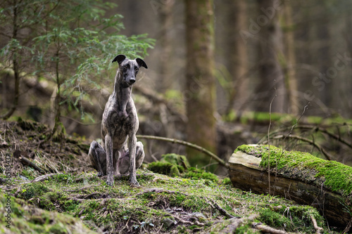 Whippet im Wald 