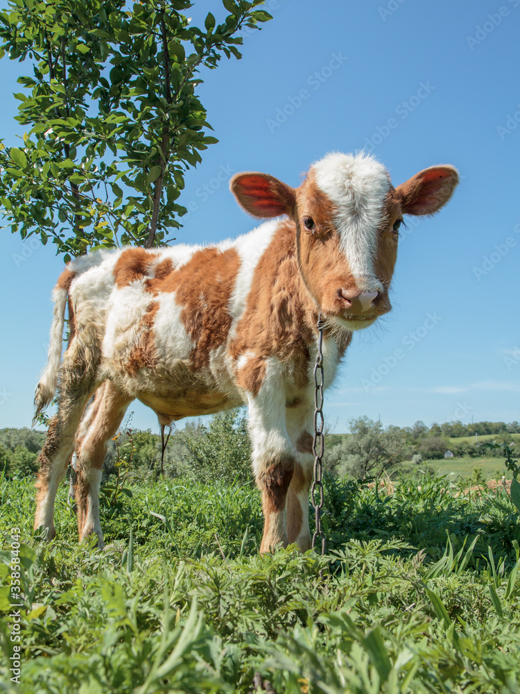 Young bull tied with an iron chain in rural landscape on the background. Young bull tied with an iron chain in rural landscape on the background.