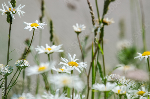 Daisies in a field. 