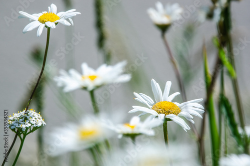 White daisies in a field, England.