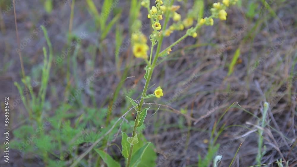Yellow flower Verbascum thapsus Bear ear swings in the wind. Panorama from bottom to top. Close-up Yellow flower Verbascum thapsus Bear ear swings in the wind. Panorama from bottom to top. Close-up