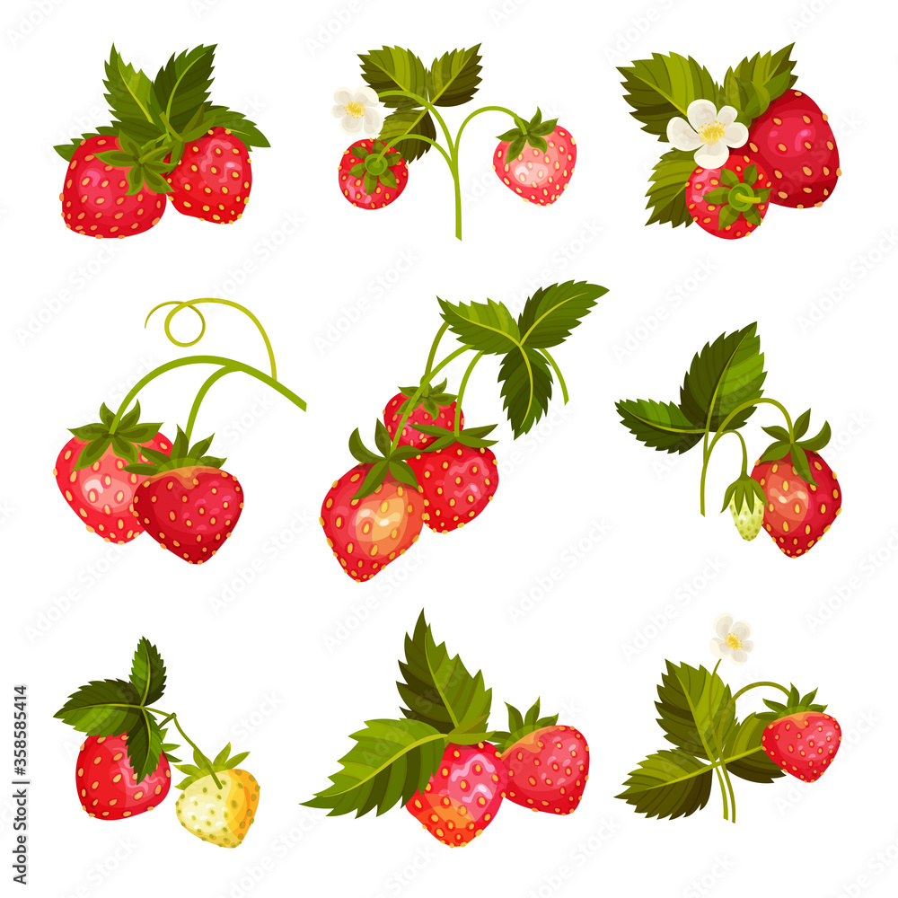 Strawberry Branches with Hanging Whole Red Berries Vector Set Strawberry Branches with Hanging Whole Red Berries Vector Set