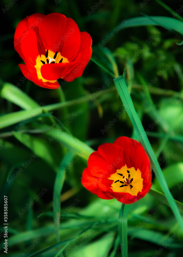 Obraz Close up colorful flower