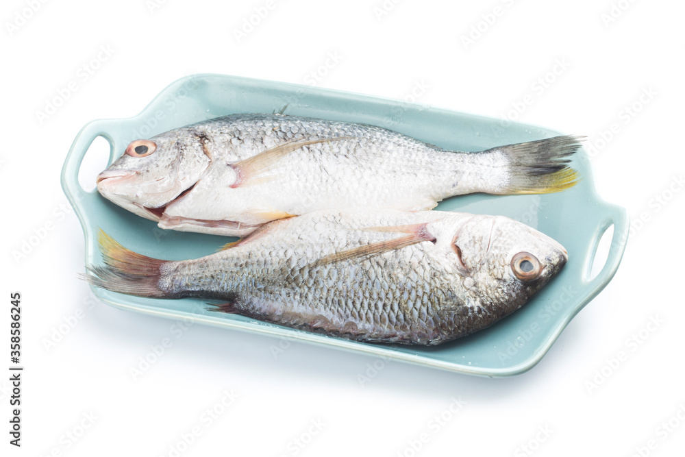 Fresh raw Gilt-head sea bream isolated on a white background. Fresh raw Gilt-head sea bream isolated on a white background.