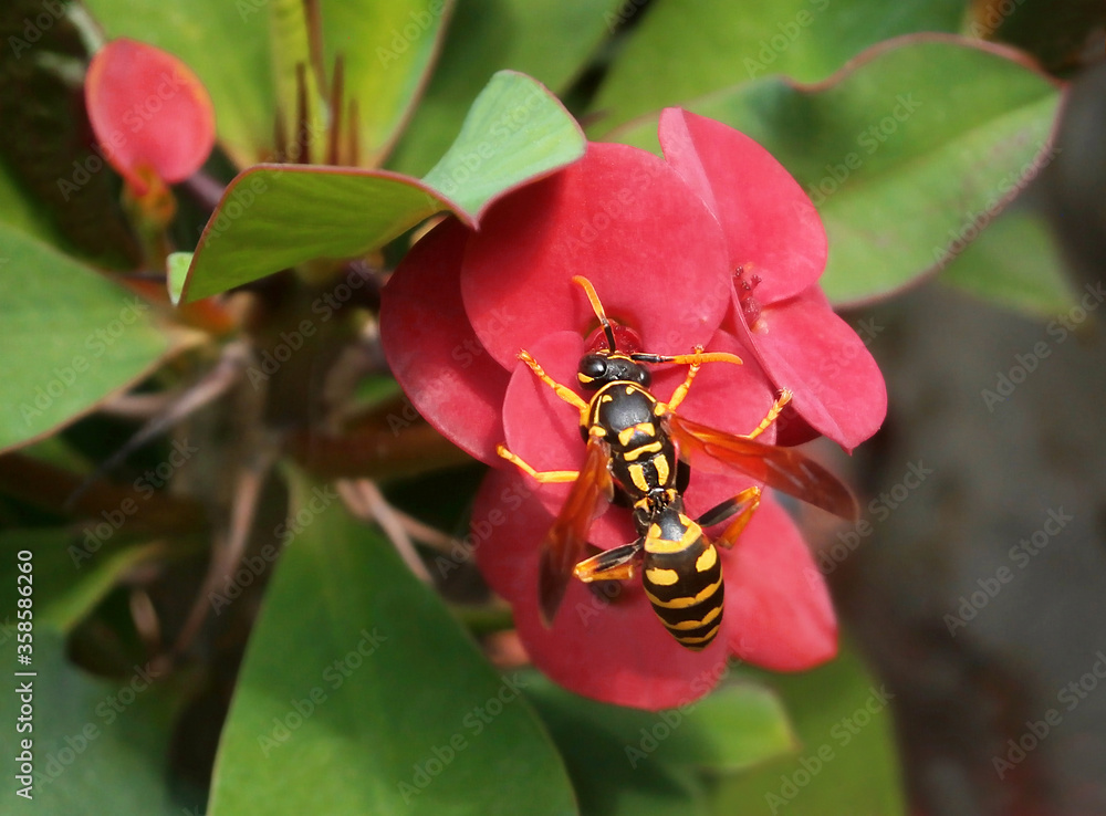 Fototapeta premium Closeup of a wasp on a red flower Chris thorn. Wasp Polistes dominula.