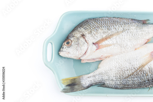 Fresh raw Gilt-head sea bream isolated on a white background.