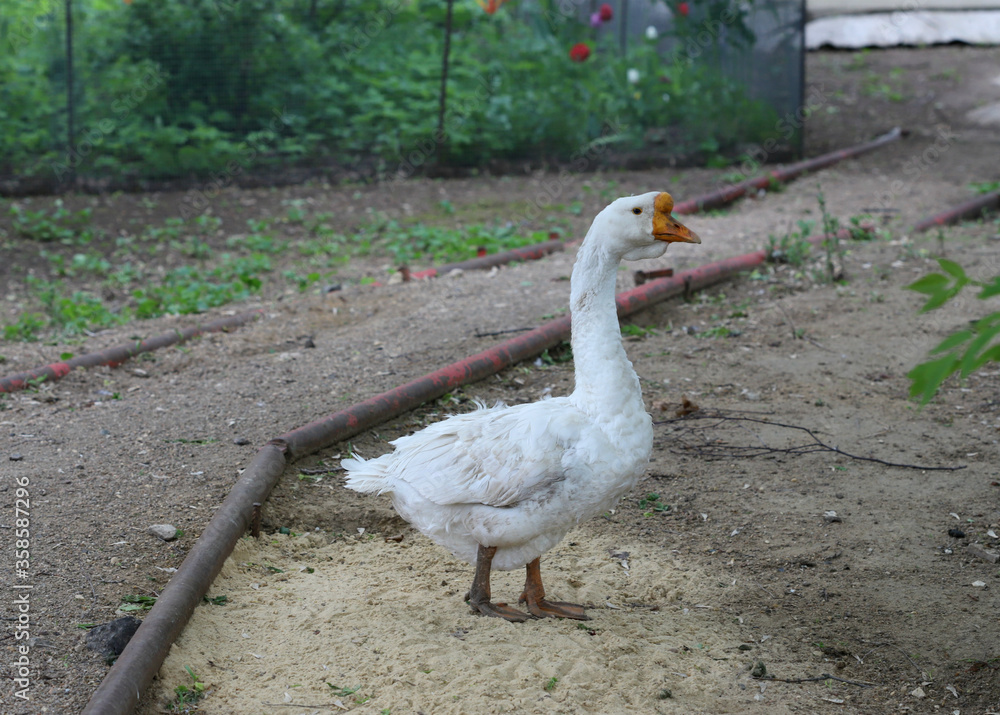 Fototapeta premium white goose