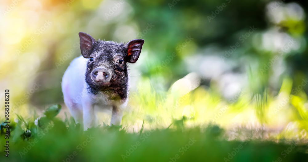 Little pig newborn standing on a green grass lawn. Small happy piglet animal detail.