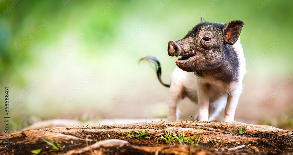 Obraz premium Little pig newborn standing on a green grass lawn. Small happy piglet animal detail.