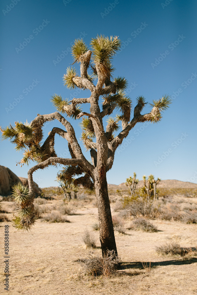 View of sandy desert terrain with dry grass cactuses and rough stones below amazing clear blue sky in sunlight in California View of sandy desert terrain with dry grass cactuses and rough stones below amazing clear blue sky in sunlight in California