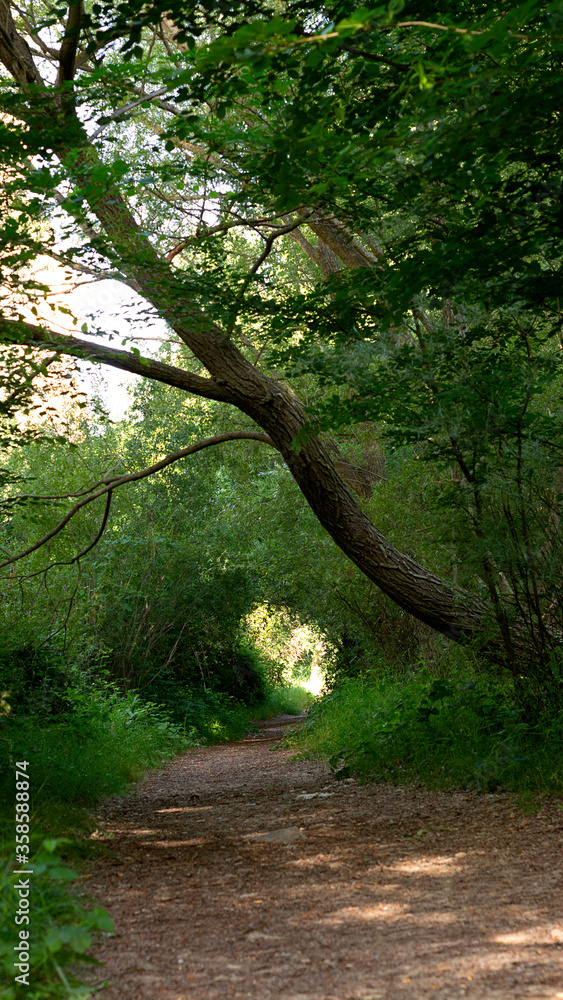 Fototapeta premium Leafy part with tunnel effect of vegetation in the path of the natural path of the river guadalaviar in San Blas, Teruel, hiking trails.