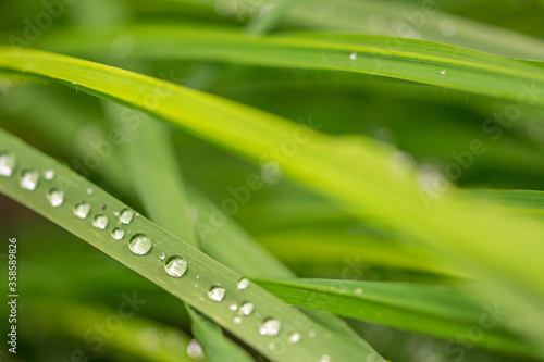 Closeup macro shot of beautiful dewdrops on green blades of grass