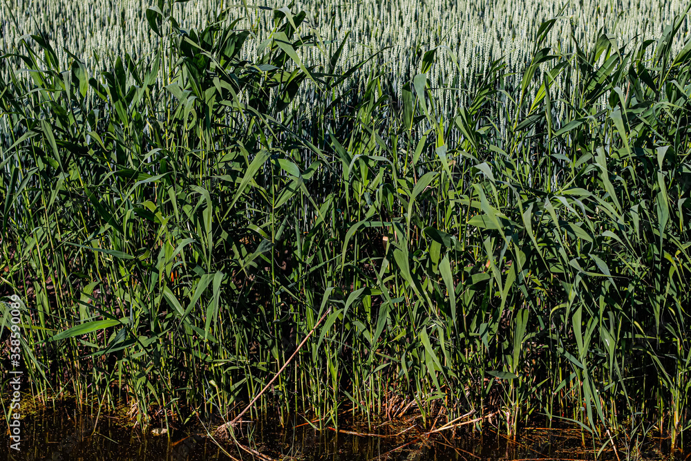 Obraz premium Green young wheat field 