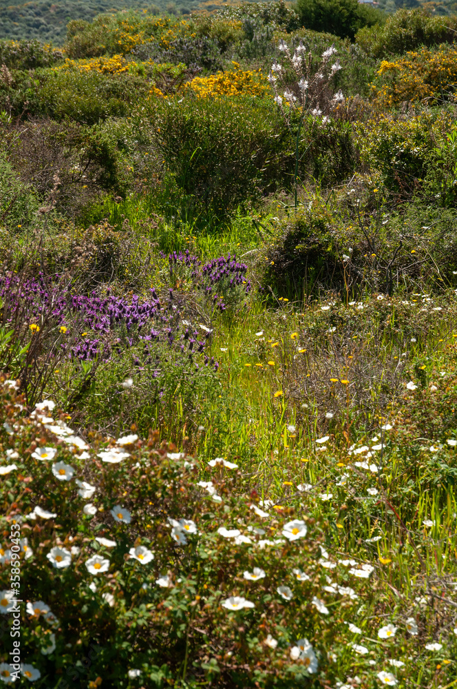 Fototapeta premium Landscape of wild beautiful mediterranean flowers