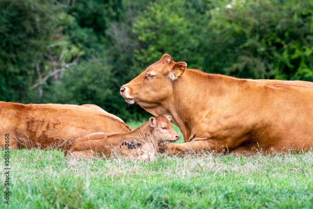 cow and calf Limousin in a field