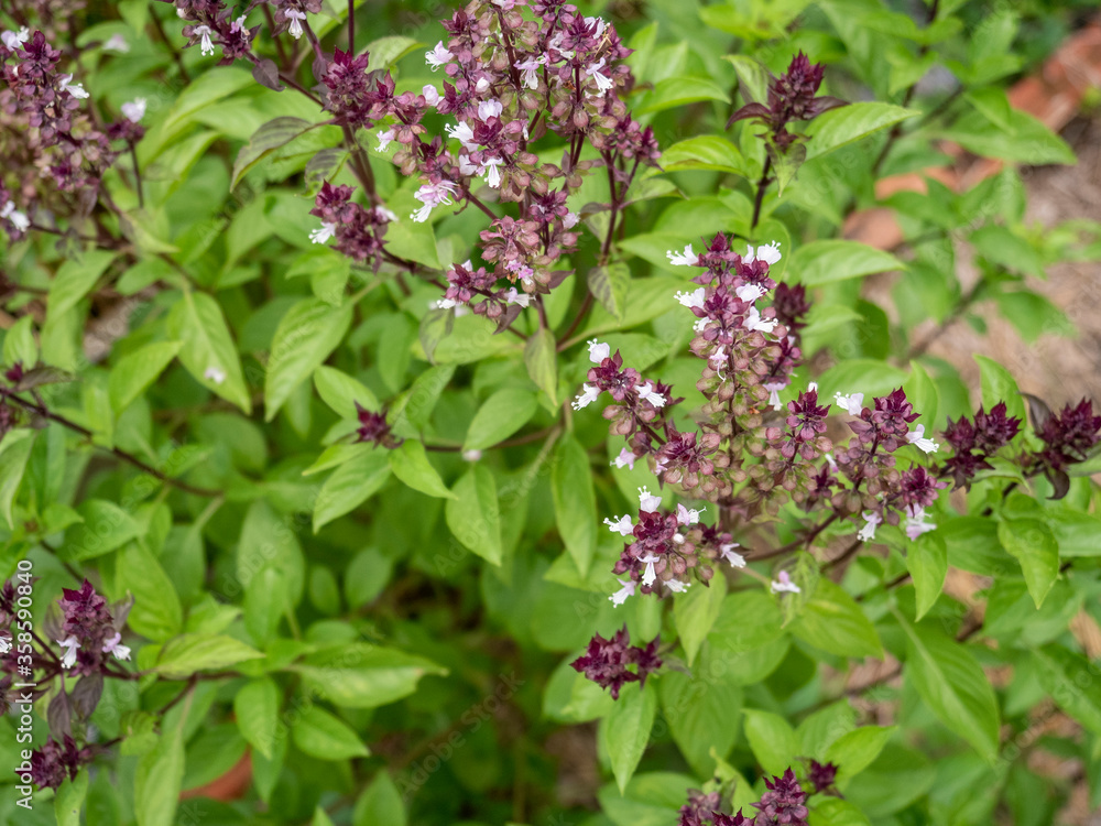 Sweet Basil, Thai Basil, Ocimum basilicum Linn soft focus. Close up Thai herb basil trees or sweet basil plant are flowering. Sweet Basil, Thai Basil, Ocimum basilicum Linn soft focus. Close up Thai herb basil trees or sweet basil plant are flowering.