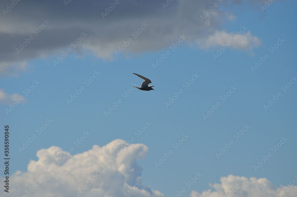 arctic tern bird flying on blue summer sky arctic tern bird flying on blue summer sky