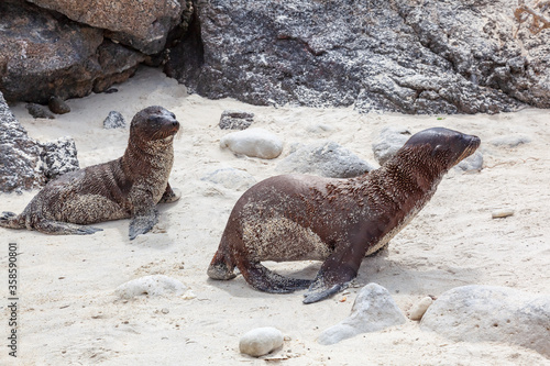 Sea lion cub photo