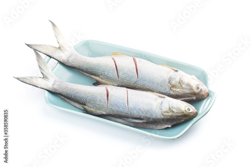 Fourfinger threadfin  fish isolated on white background, Eleutheronema tetradactylum photo