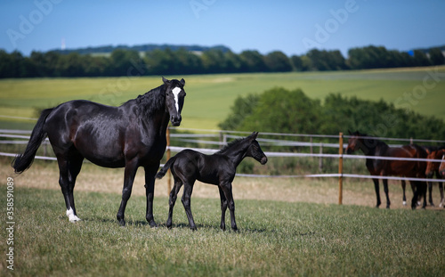 Horse mare black foal standing on the pasture, mare has ears to warn others to come closer, to protect the foal..