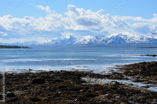 duck flock swimming in blue fjord with snowy summer mountain background