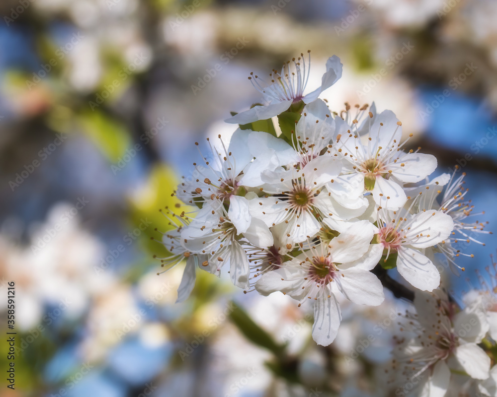 White apple blossoms in spring White apple blossoms in spring