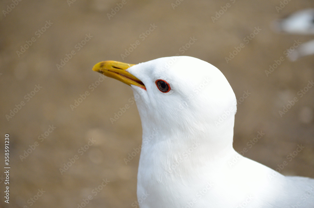 white seagull eating food close up white seagull eating food close up