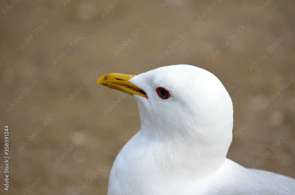 white seagull eating food close up white seagull eating food close up