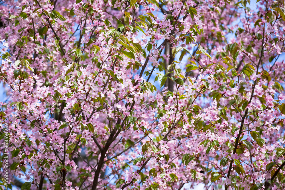 Sakura in bloom