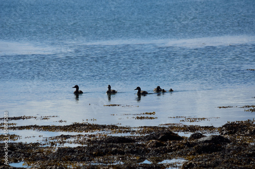 duck flock swimming in blue fjord