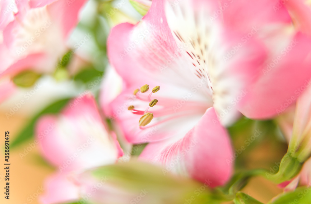 Alstroemeria flowers