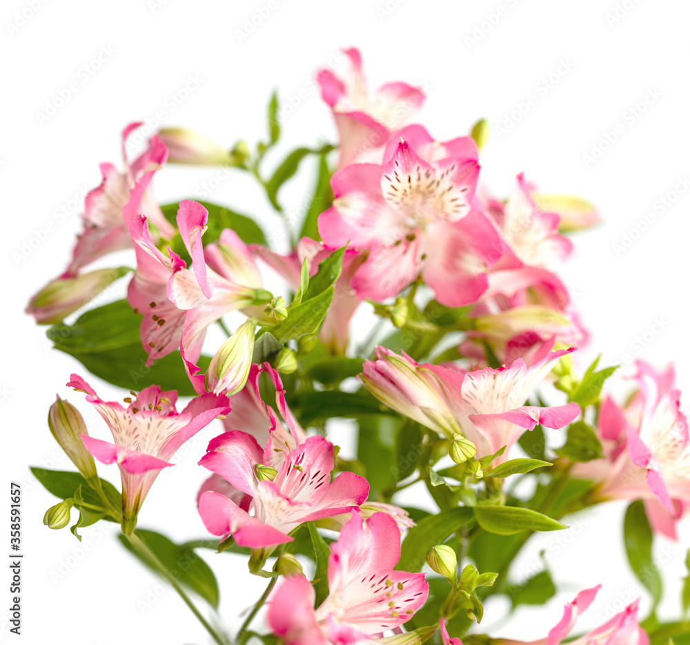 Alstroemeria flowers Alstroemeria flowers