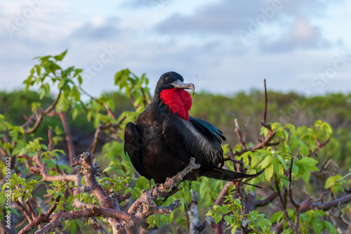Male frigate perched on the tree branches