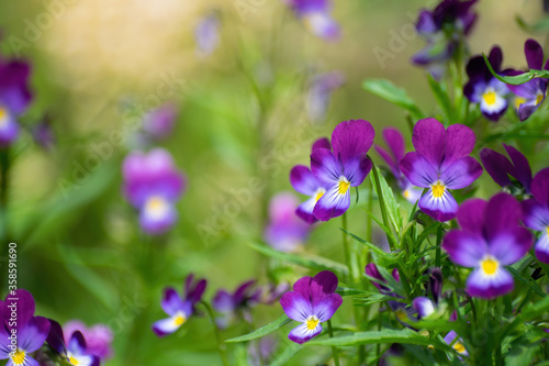 Fototapeta Naklejka Na Ścianę i Meble -  Purple violet flowers close-up.