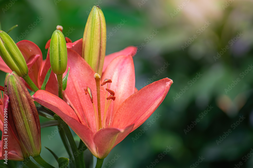Flowers of pink lily in the garden