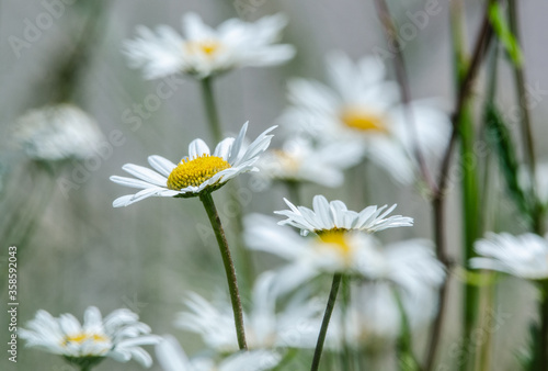 White daisies in a field.