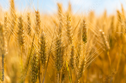 illustration champs de blé 