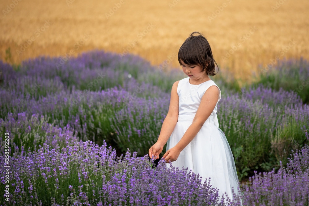 Adorable little girl in a lavender field Adorable little girl in a lavender field