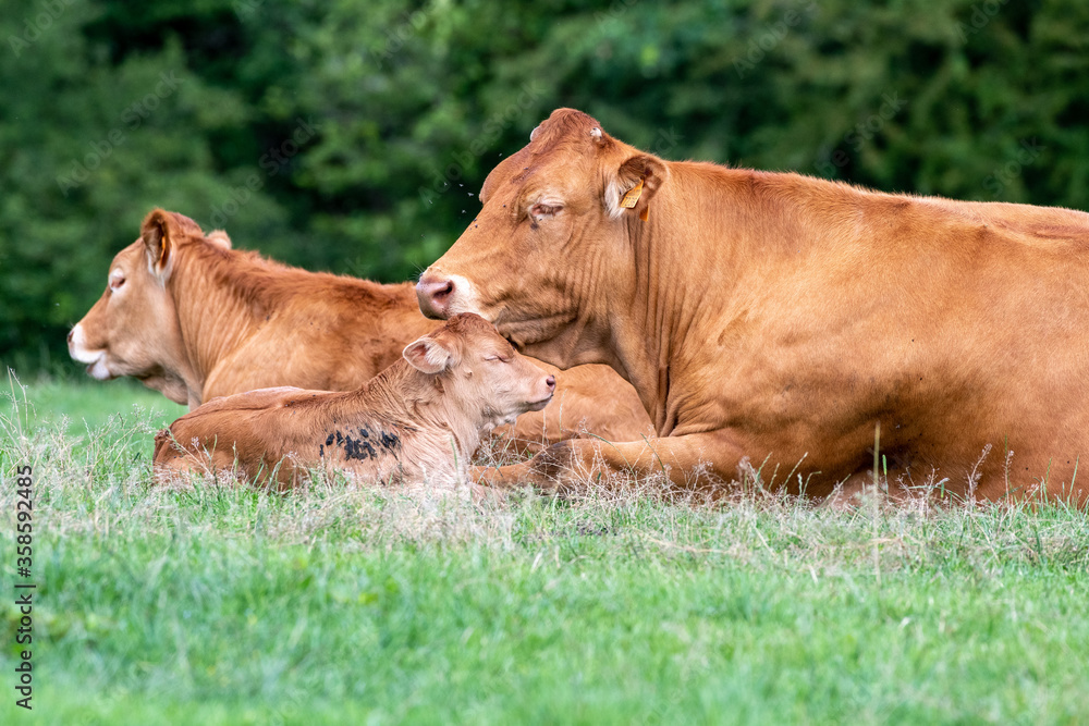 Cow and calf, closed eyes, Limousin in a field Cow and calf, closed eyes, Limousin in a field