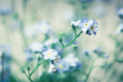 Forget-me-not flowers background