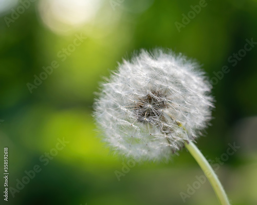 Dandelions on a blurred background