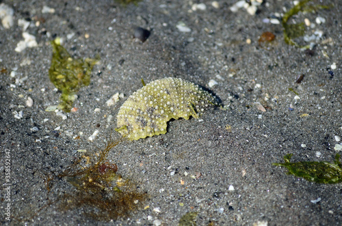 green sea urchin housing photo