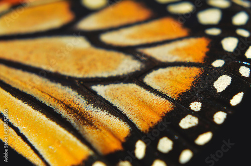 Canvas Print Orange and black monarch butterfly wing macro