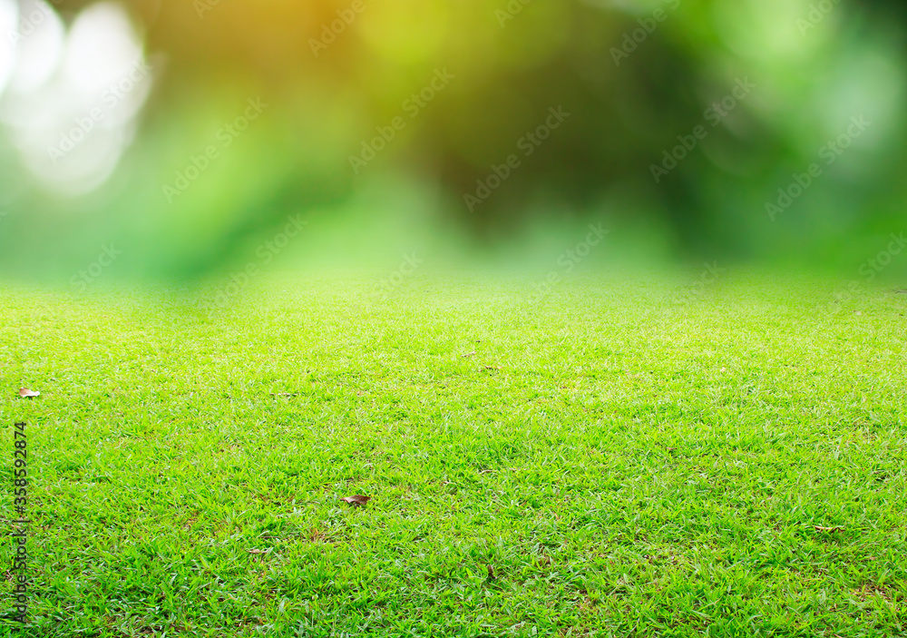 green grass and bokeh