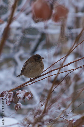 little sparrow sits on a thin bare branch of a snowy bush in a cold winter day