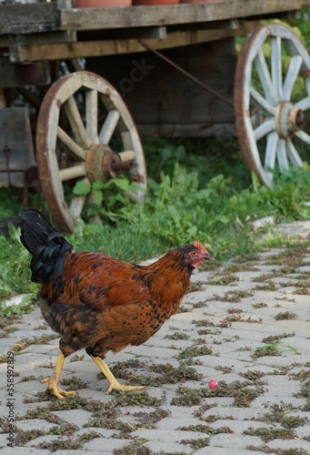 beautiful motley chiken walks along a paved village road in summer day