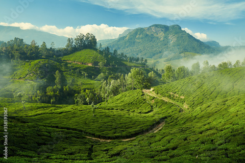 Wallpaper Mural Tea plantation in Munnar, Kerala, India Torontodigital.ca