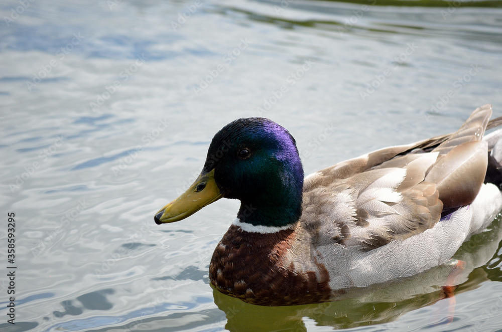 beautiful male mallard duck swimming in pond close up beautiful male mallard duck swimming in pond close up