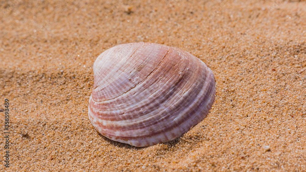 An open shell of a seashell lies on the sand An open shell of a seashell lies on the sand